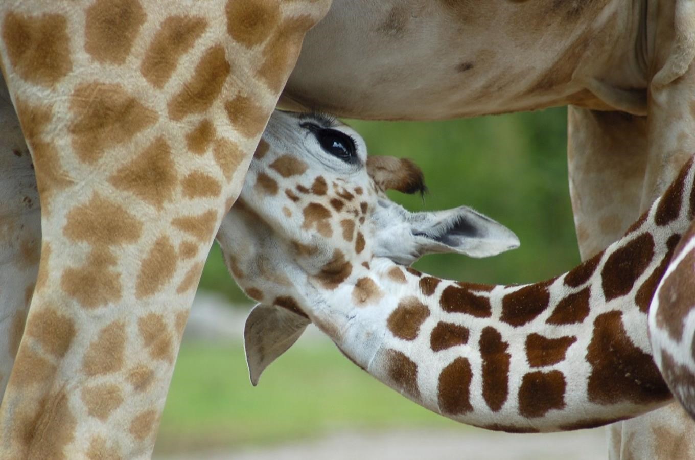 V nedeli 3. února oslaví své první narozeniny hned 2 mládata žirafy Rothschildovy