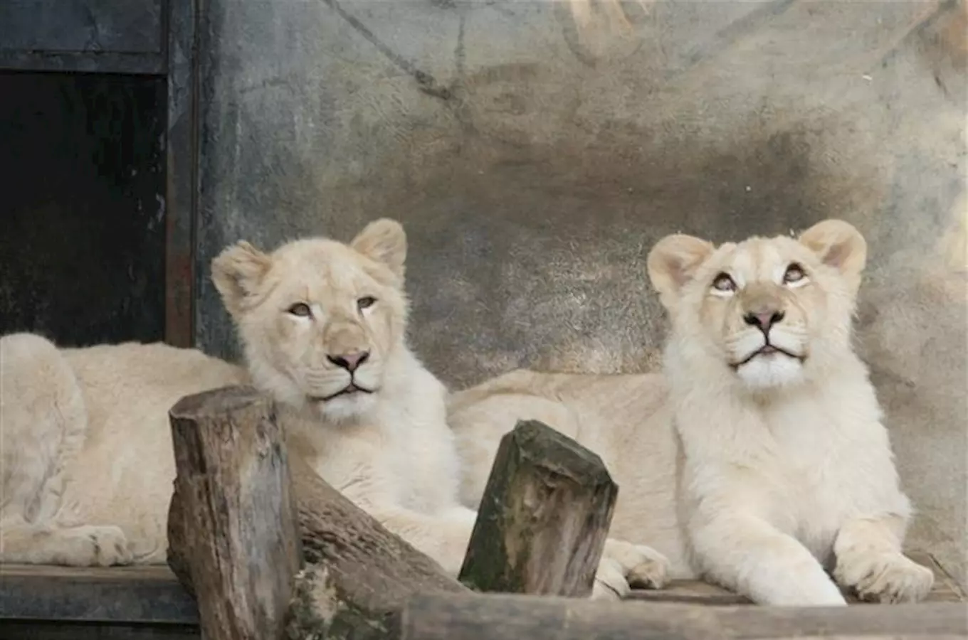 Velkým svátkem pro hodonínskou zoo se stane poslední březnové nedělní odpoledne