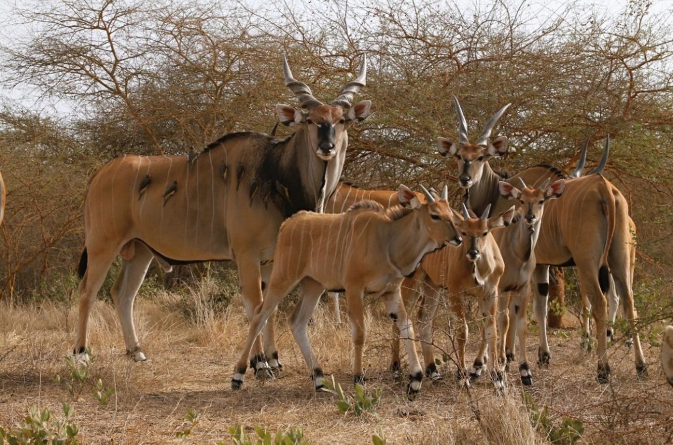 V ostravské zoo proběhne oblíbený Den pro antilopu Derbyho