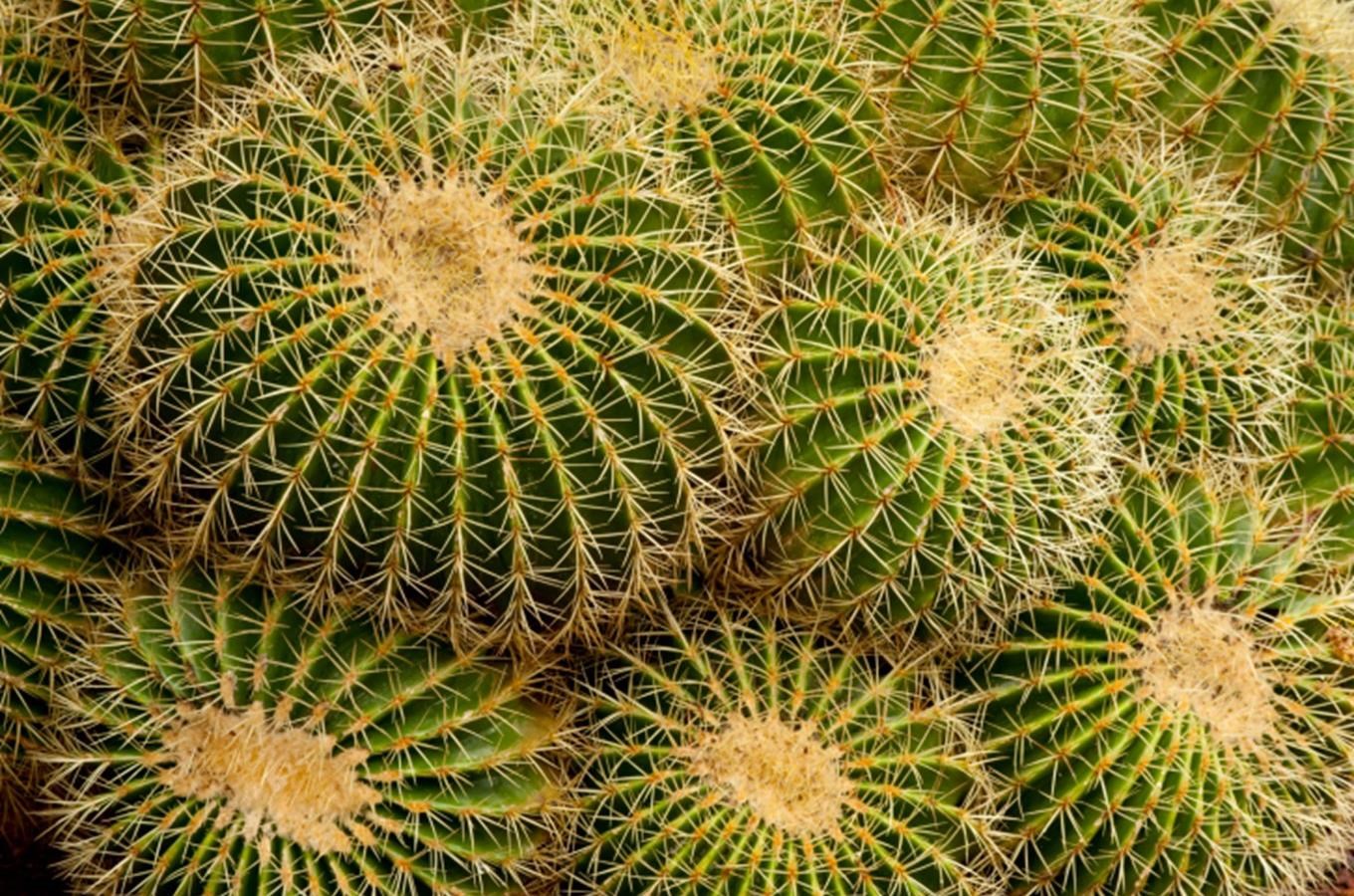 Výstava kaktusů a sukulentů v Novém Městě nad Metují