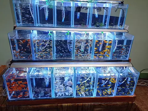 Ryby a rybičky – největší výstavní a prodejní akvaristická burza v Praze 