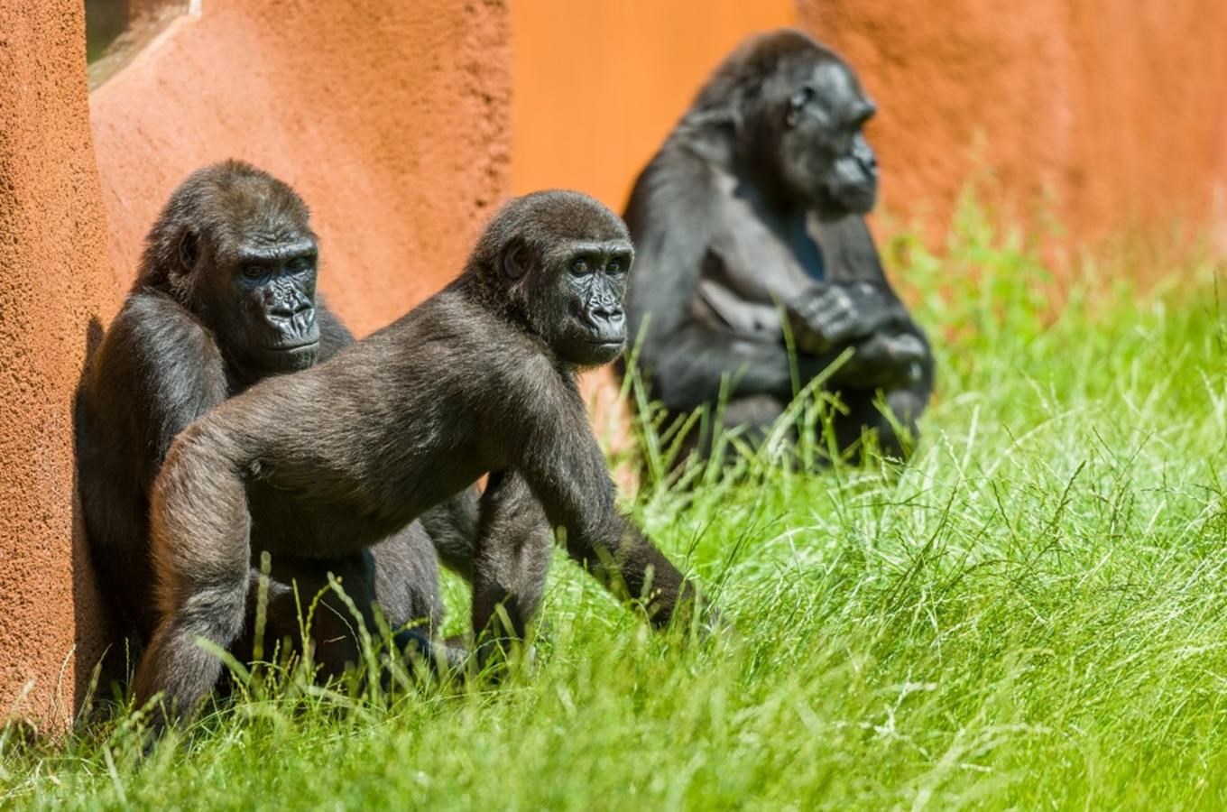 Zoo Praha oslaví 91. narozeniny a otevře nový pavilon goril