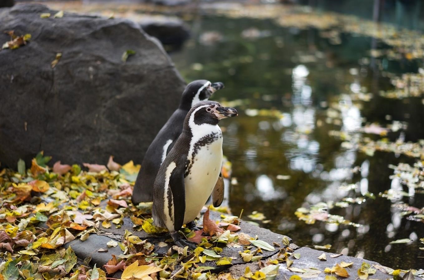 V Zoo Praha jsou venkovní expozice otevřeny pro návštěvníky