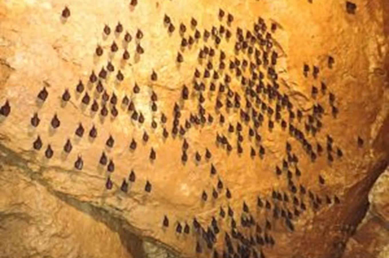 Netopýři v jeskyni Na Pomezí – oblíbený zimní úkryt netopýrů