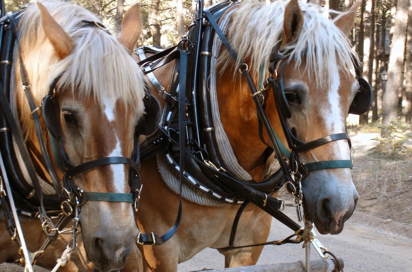 Kone už turisty na Šumave vozit nebudou