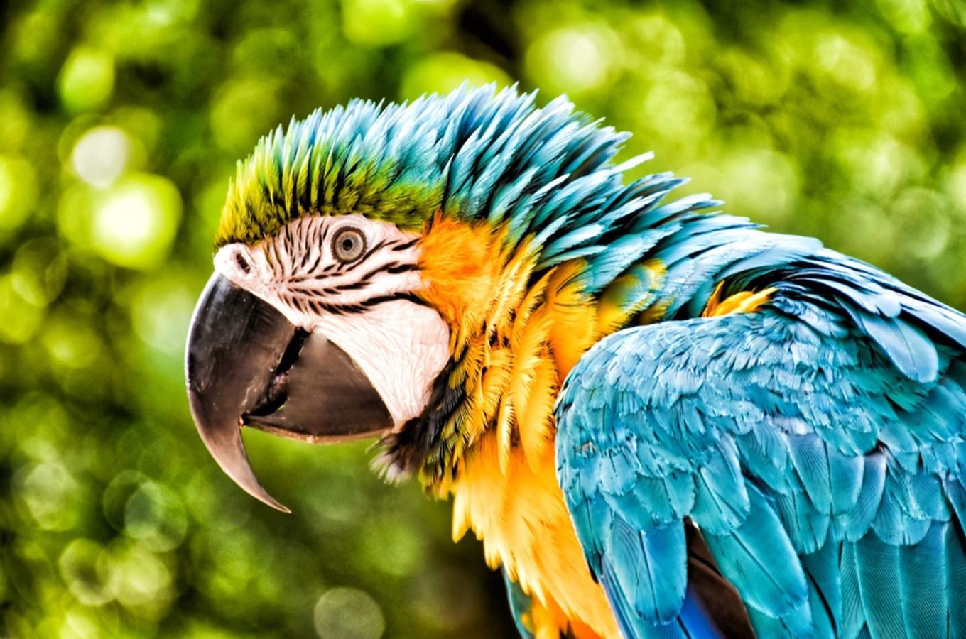 Papouščí zoo v Bošovicích zahajuje novou sezónu