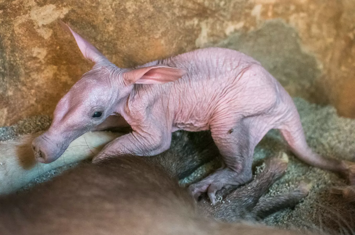 Samička hrabáče kapského Kvída porodila další mládě v pražské zoo