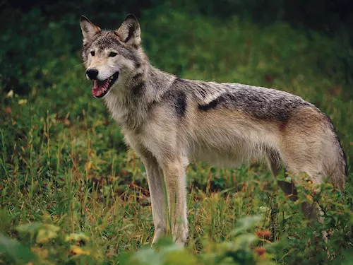 Výběh s vlky a naučná stezka se veřejnosti otevřou v návštěvnickém centru v Srní