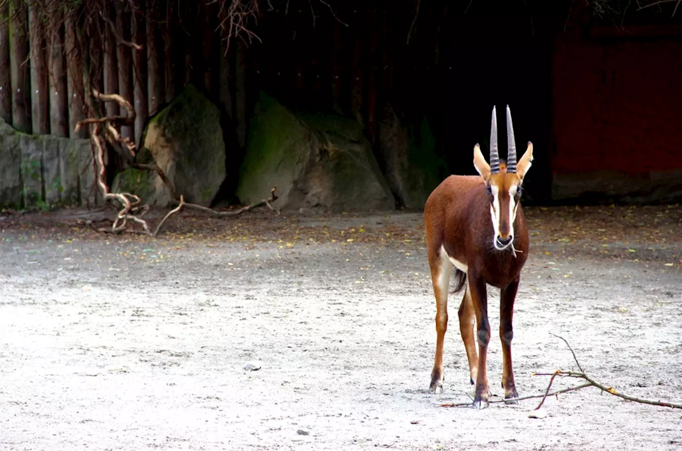 Vánoce v Safari Parku Dvůr Králové lákají na desítky svítících dekorací ve tvaru zvířat