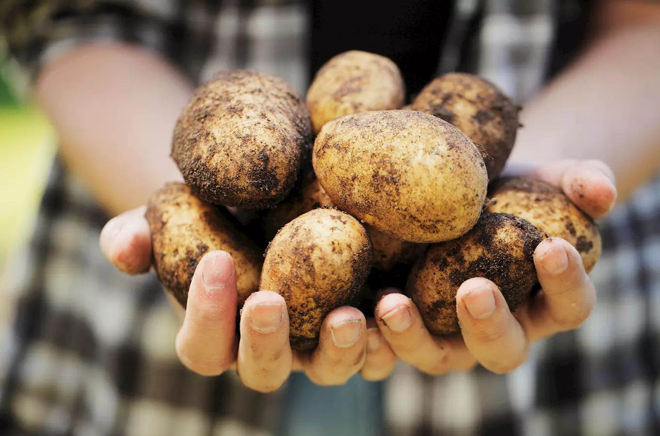Víkend 20. a 21. zárí provoní Farmu Eden v Bystrici nad Pernštejnem bramborové speciality