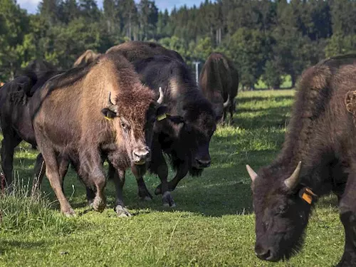 Bison Ranch Rožnov v České Kanadě
