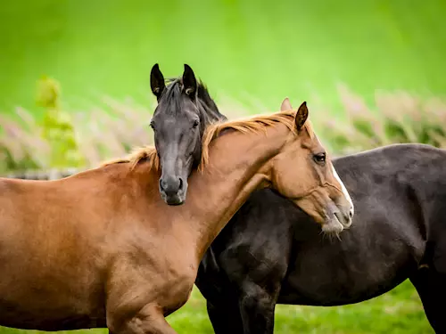 15 tipů, kam za chovem koní