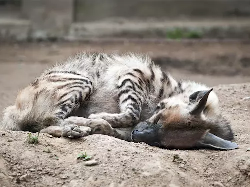 V Zoo Jihlava mají novou obyvatelku - hyjenu žíhanou