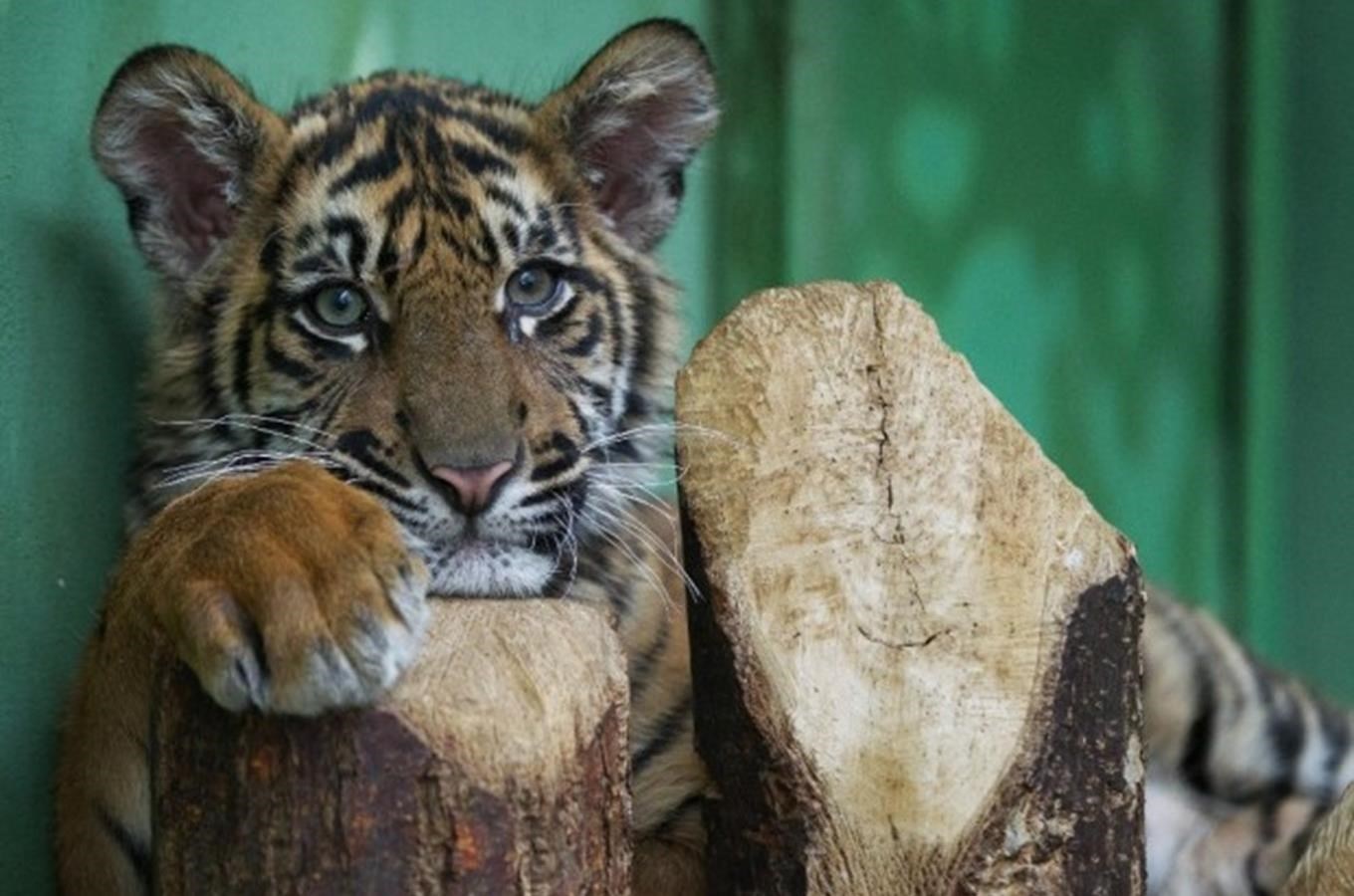 Největším lákadlem pražské zoo bude o Vánocích mládě tygra sumaterského