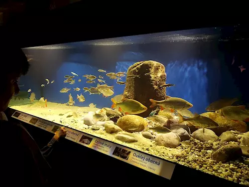 Akvárium Frymburk – expozice Svět pod hladinou ve Frymburku