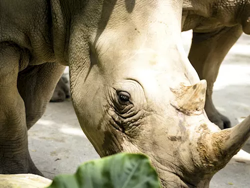 Zoo Dvur Králové nad Labem spálí svou nosorožcí rohovinu