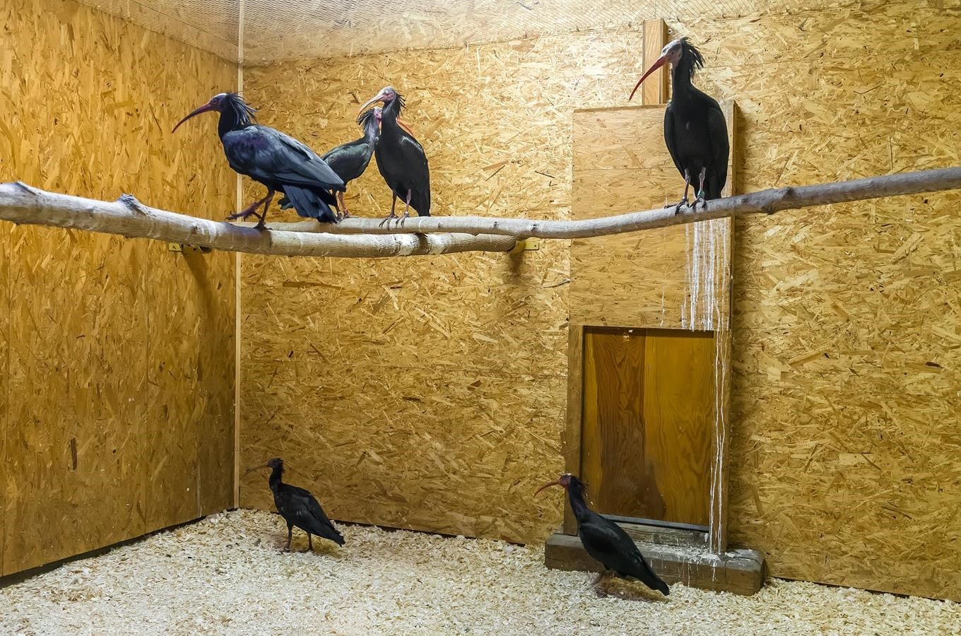 Devět ibisů skalních je zpět v pražské zoo