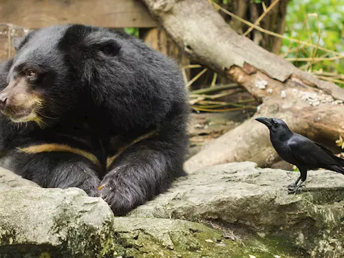Medved ušatý himálajský se vyskytuje od Afghánistánu až po jižní Sibir
