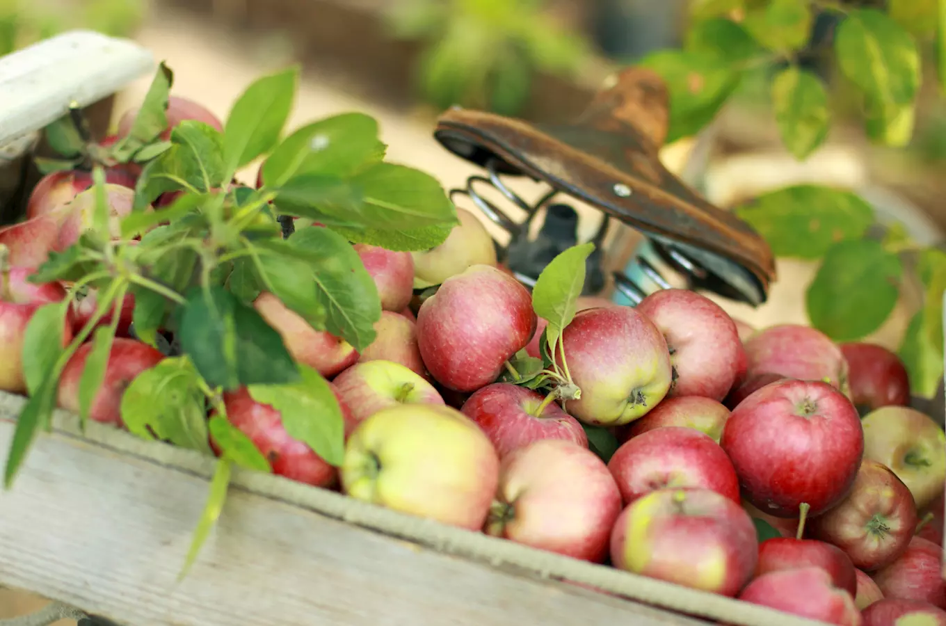 Jablečné slavnosti na farmářském tržišti představí na 50 odrůd jablek