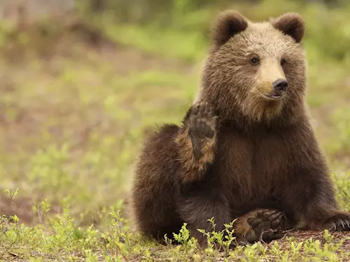 Noví medvedi by meli hradní príkop oživit již letos na podzim