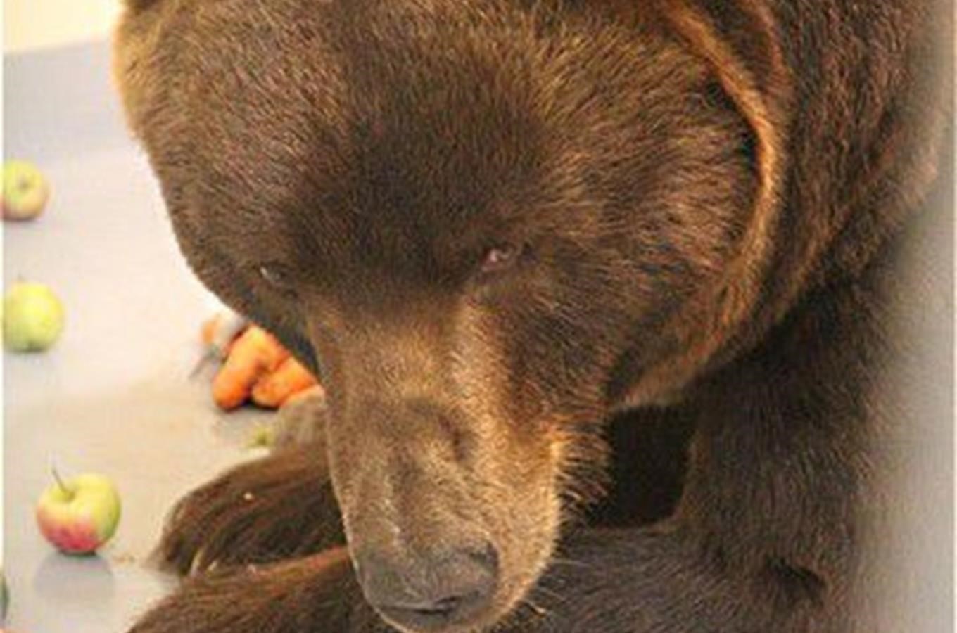 Zažijte prírodu Kamcatky s pohledem na medvedy