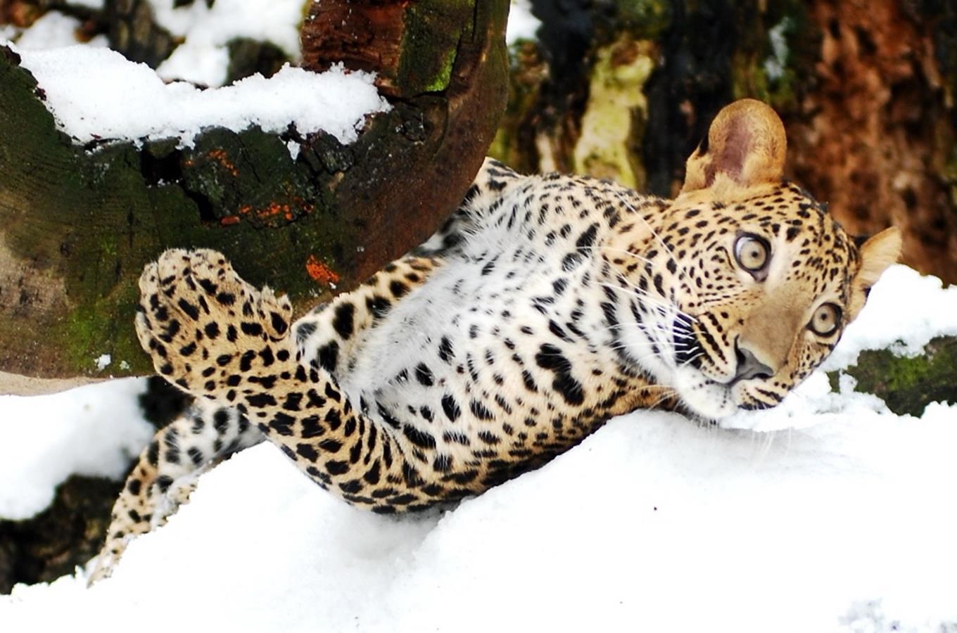 I v zime to v Zoo Ostrava žije - snehu si užívají i teplomilné druhy