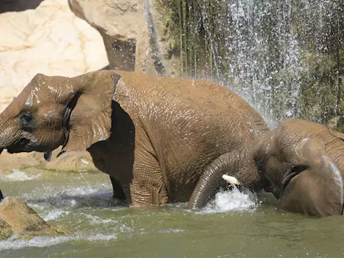 Se slony se mužete setkat v Údolí slonu v nedeli 21. cervence ve 13 hodin