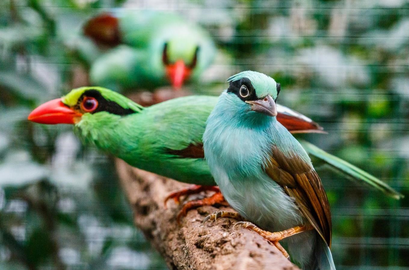 Zoo Praha odchovala jako první v Evropě krasky krátkoocasé