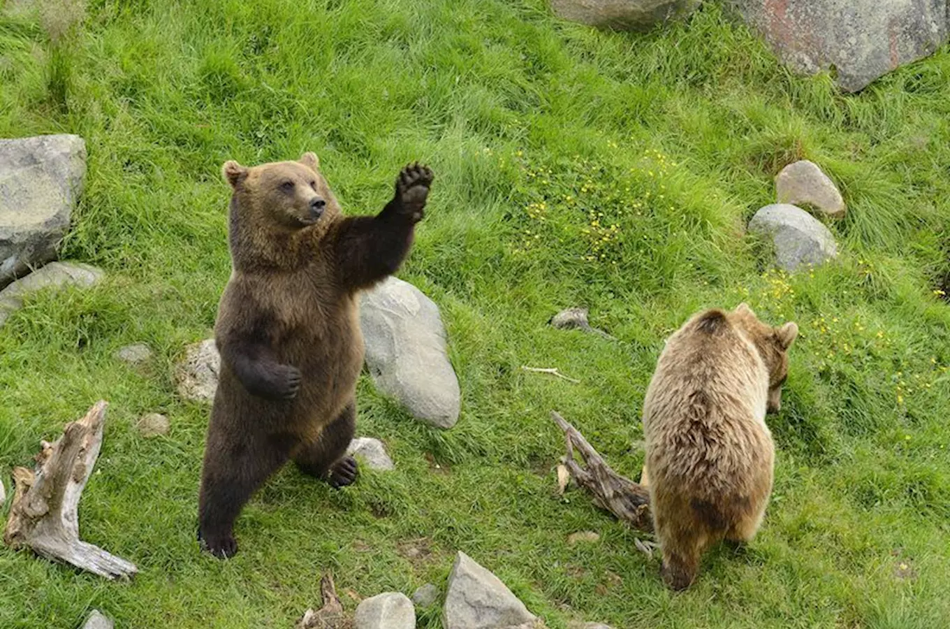 Udělejte si výlet na Točník za novými medvědími mláďaty
