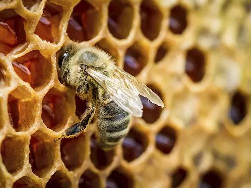 Včelín Ořech – unikátní prosklený včelín k pozorování včel