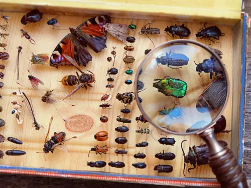 Muzeum tropických motýlů a brouků v Hlinsku