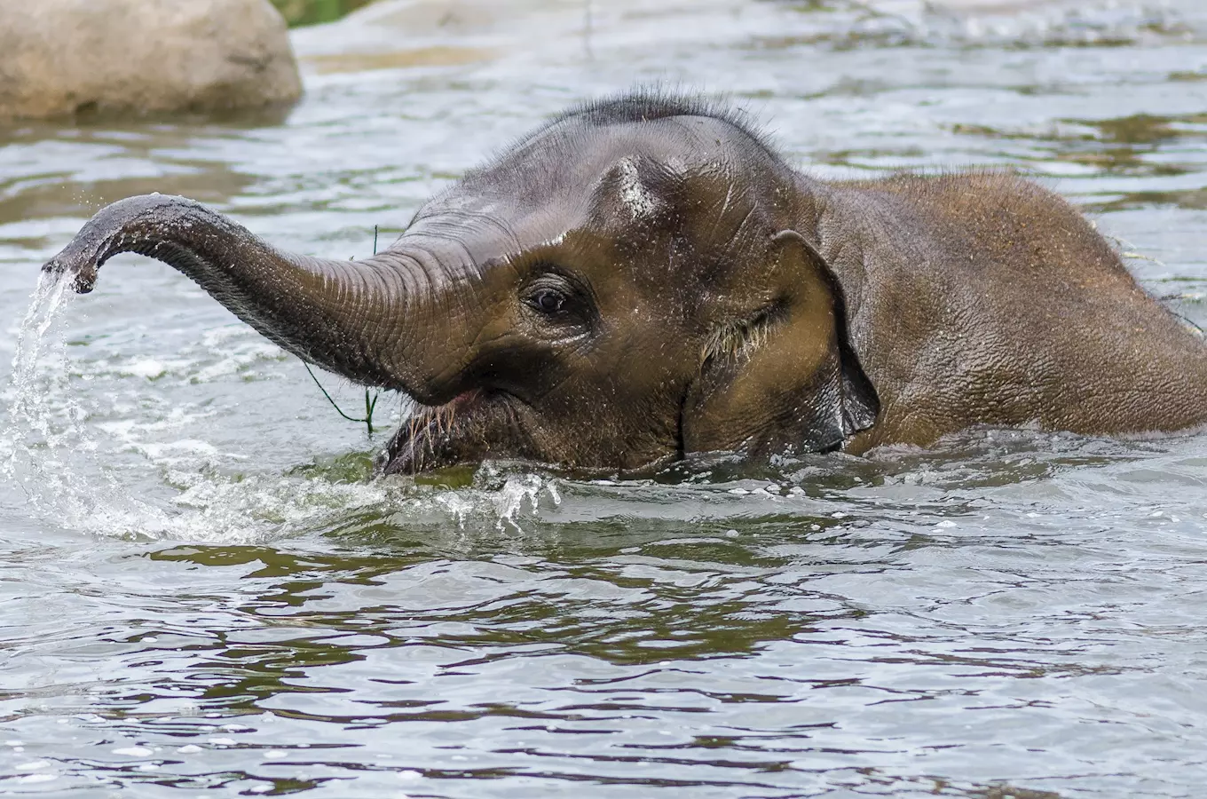 Slůně v pražské zoo si už stouplo na váhu a má se čile k světu