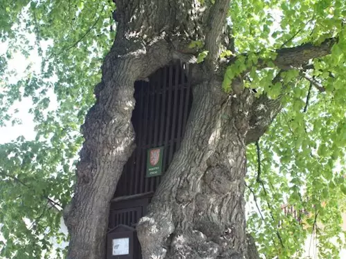 Jiřická lípa – strom, pod nímž kázal Jan Želivský