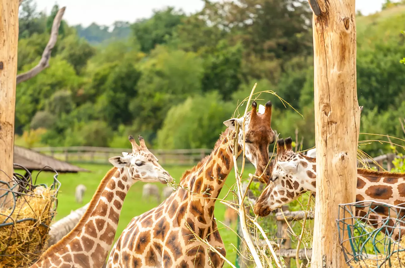 Oslavte Světový den žiraf návštěvou zoologické zahrady