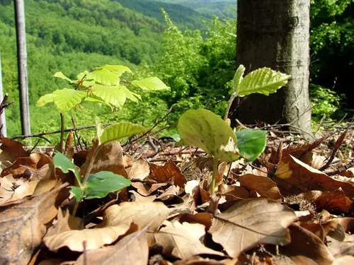 Den za obnovu lesa 2022 Vysočina