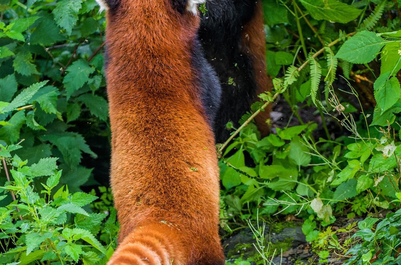 Pandy červené v Zoo Praha