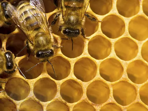 Včelí naučná stezka v Ostrožské Nové Vsi