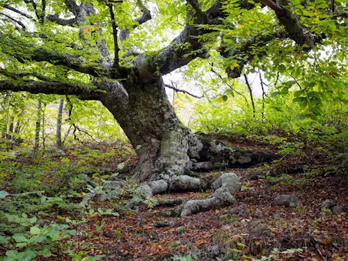 Jaronínská bučina – nejstarší stromy v Blanském lese