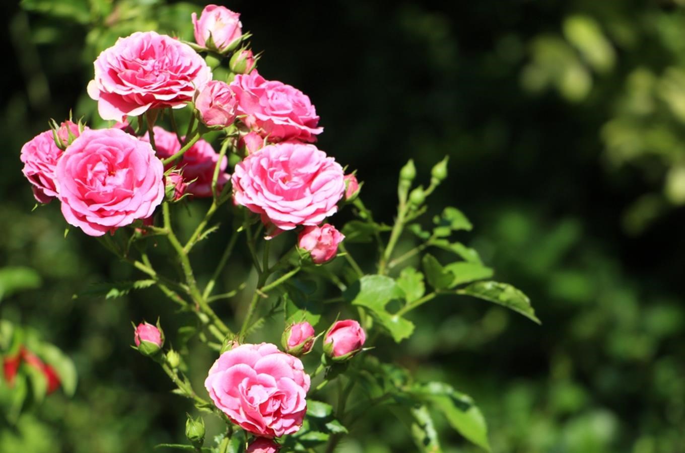 Voňavá kvetoucí krása jedenácti růžových zahrad