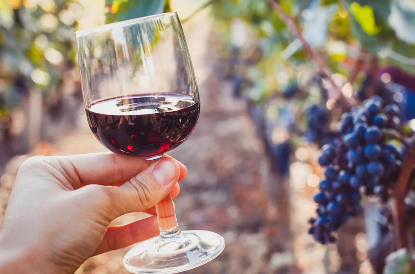 Na Valtickém zámeckém vinobraní se tento víkend budou ochutnávat skvělá vína i burčáky