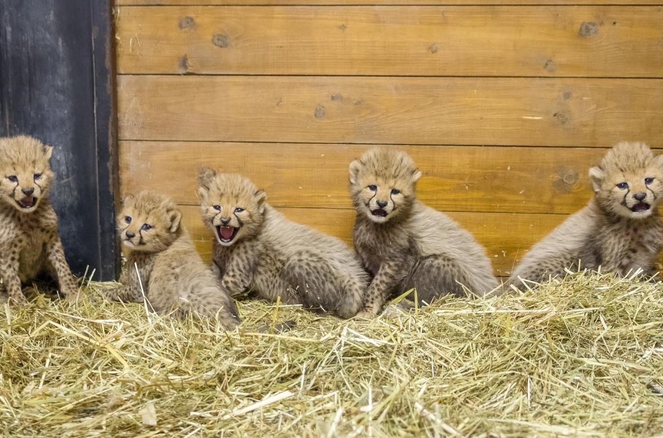 Zoo Praha má gepardí paterčata, uvidíte je v polovině srpna