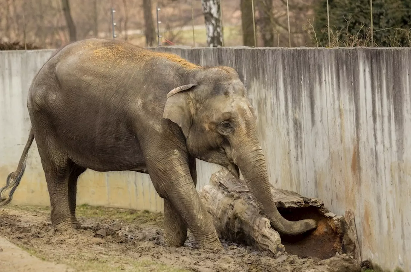 Slonice Vishesh z ostravské zoo čeká další mládě