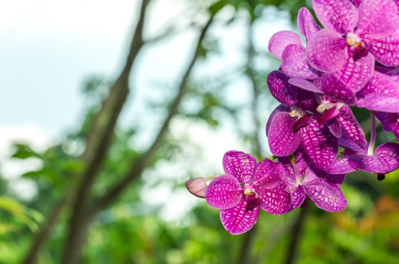Orchideje a zimní květy v Botanické zahradě Liberec
