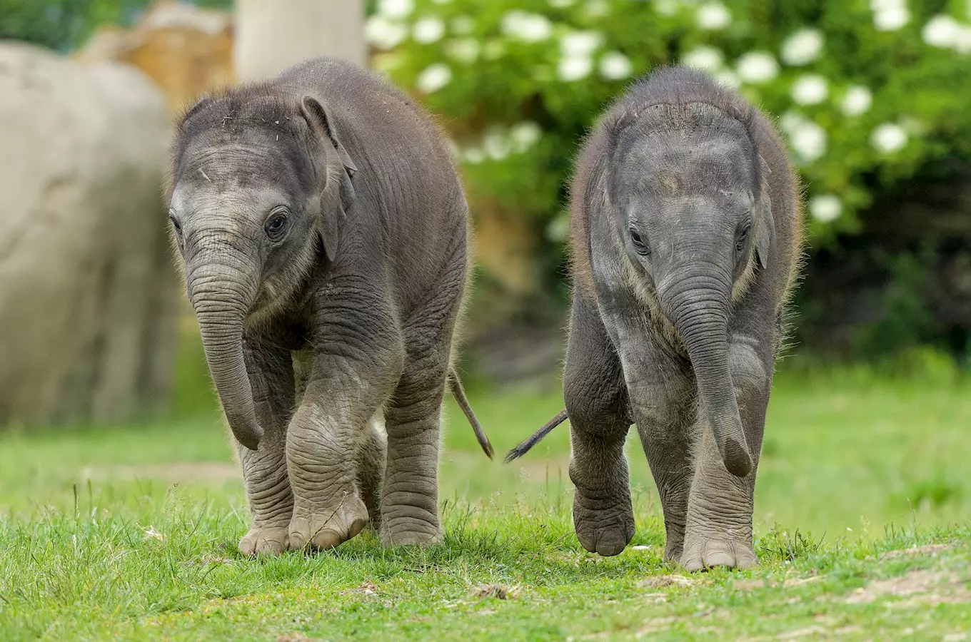 Denní limit maximálního počtu návštěvníků v Zoo Praha bude navýšen