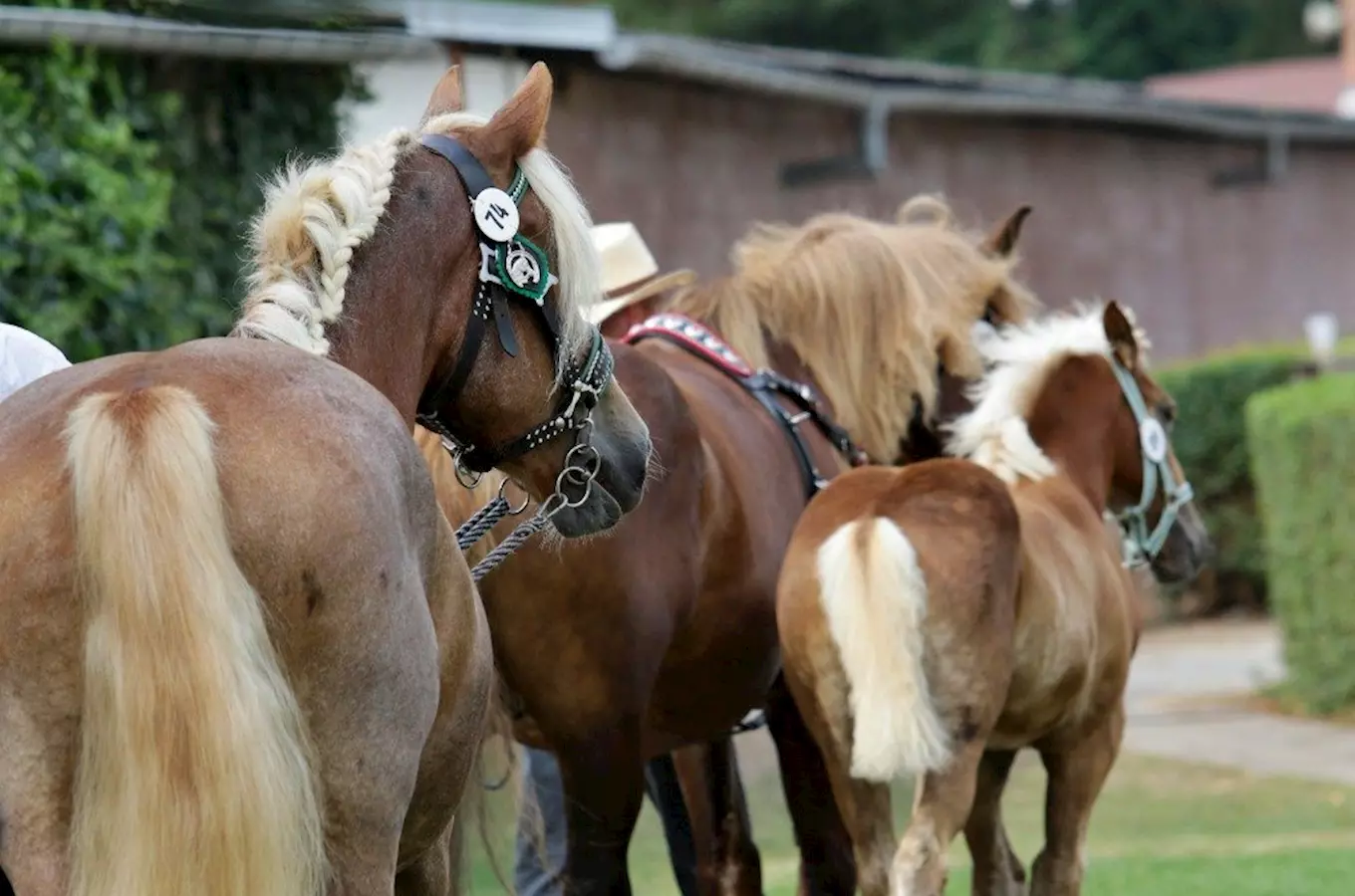 Pardubičtí Koně v akci oslaví koňské tradice i krajské dožínky 