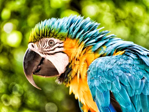 #světovéČesko a Papouščí zoo: do Bošovic za andulkami, korelami, amazoňany a papoušky kakadu