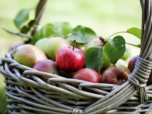 Jablečný mošt a moučníky provoní Hostětín