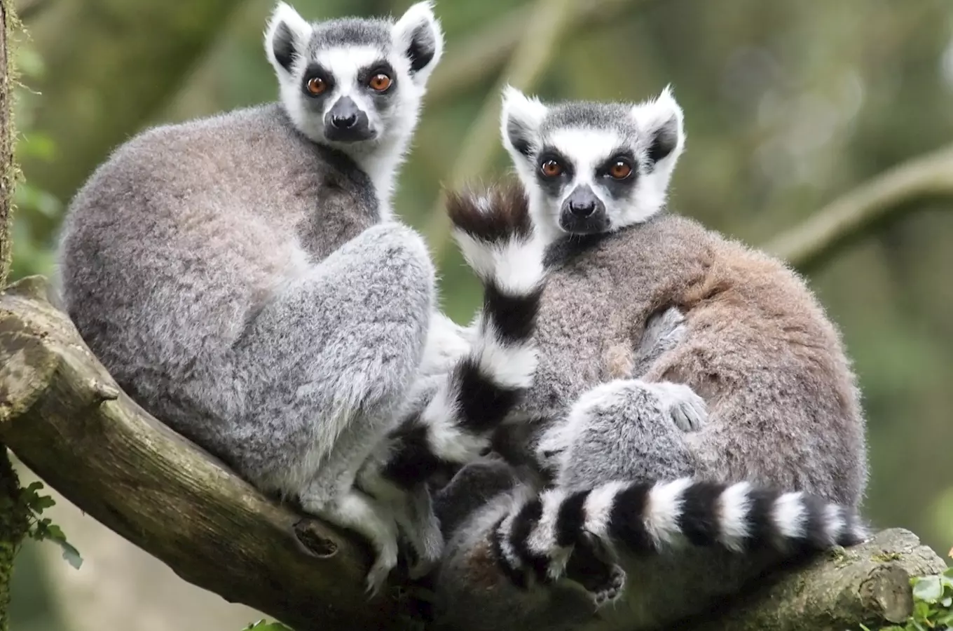 Lemuri se v zoo Jihlava chlubí mládaty