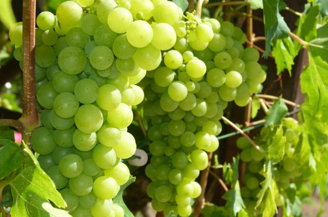 Vinařství Staňkovi - rodinné vinařství s tradicí