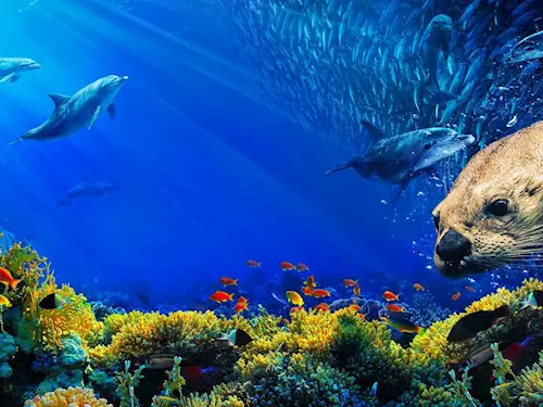 Naše modrá planeta – procestujte oceány ve 3D ve Vida!